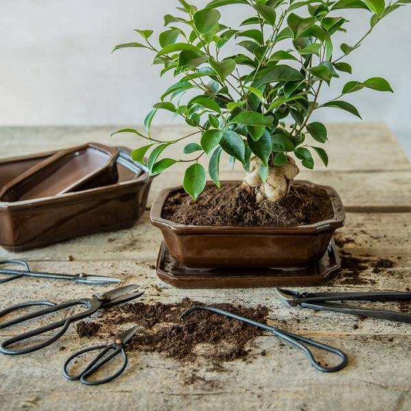 Bonsai Wurzelhaken – 20,5cm – Professionelles Bonsai Werkzeug zum Lösen & Entwirren von Wurzeln – Stabil & langlebig – Für Bonsai Pflege & Umtopfen – Plant