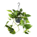 Efeutute – Epipremnum Aureum – Ø15cm x H25cm – Schneller Wuchs – Pflegeleichte Zimmerpflanze – Luftreinigend – Kletter – & Hängepflanze – Plant
