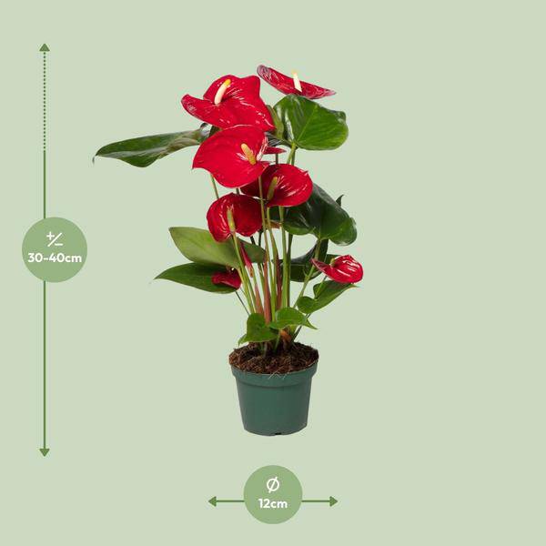 Flamingoblume (Anthurium Andreanum Grp Nevada) Zimmerpflanze Ø12cm ↕40cm – pflegeleichte Grünpflanze für Wohnzimmer, Büro & helle Standorte – Plant