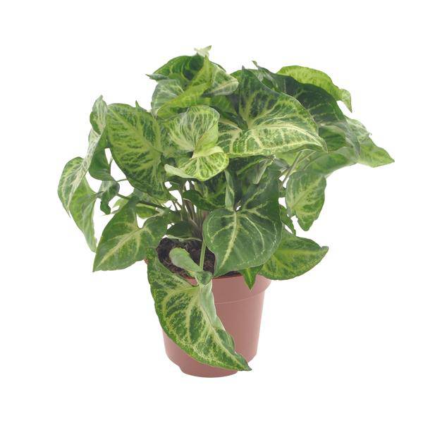 Purpurtute Syngonium Arrow – Ø12cm – ↕25cm – Pflegeleichte Zimmerpflanze mit pfeilförmigem Laub – Grünpflanze für Wohnzimmer, Büro & Pflanzgefäße – Plant