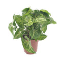 Purpurtute Syngonium Arrow – Ø12cm – ↕25cm – Pflegeleichte Zimmerpflanze mit pfeilförmigem Laub – Grünpflanze für Wohnzimmer, Büro & Pflanzgefäße – Plant