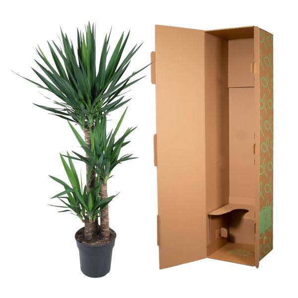 Yucca Elephantipes – Riesen – Palmlilie – Zimmerpflanze – Ø27cm – ↕140cm – Pflegeleicht & Robust – Für Innen & Außen – Plant