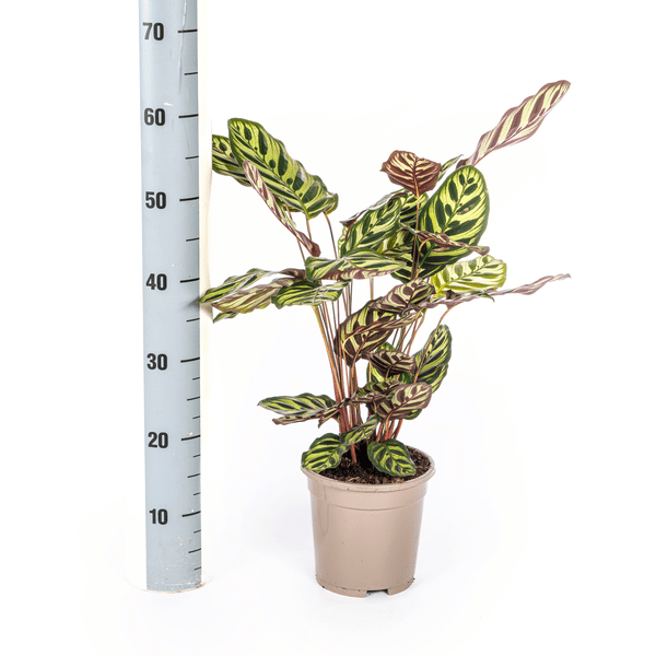 Calathea Makoyana Pfauen – Korbmaranthe – Zimmerpflanze Ø17cm – ca. 40-50cm hoch – Dekorative Blätter mit roter Unterseite – Plant