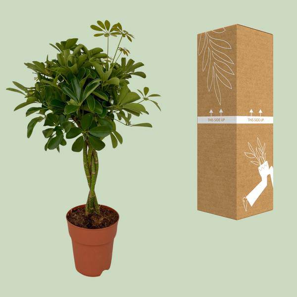 Strahlenaralie Schefflera Compacta Zimmerpflanze Ø19cm ↕80cm – pflegeleichte Grünpflanze für Wohnzimmer, Büro & helle Standorte kaufen – Plant