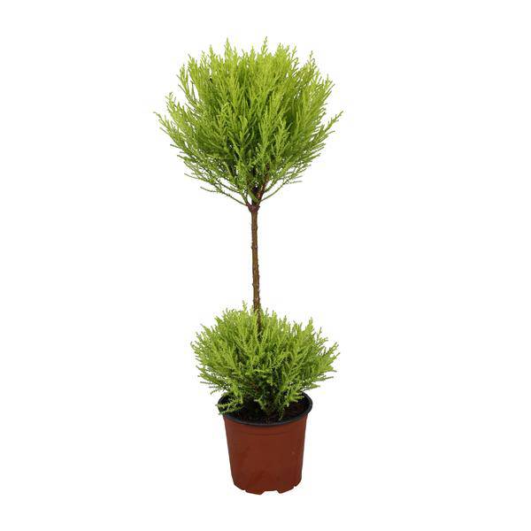 Zimmerzypresse – Cupressus Goldcrest Wilma – Ø14cm – ↕60cm – immergrüne Zierpflanze für Innen & Außen – pflegeleichte Kübelpflanze mit frischem Duft – Plant