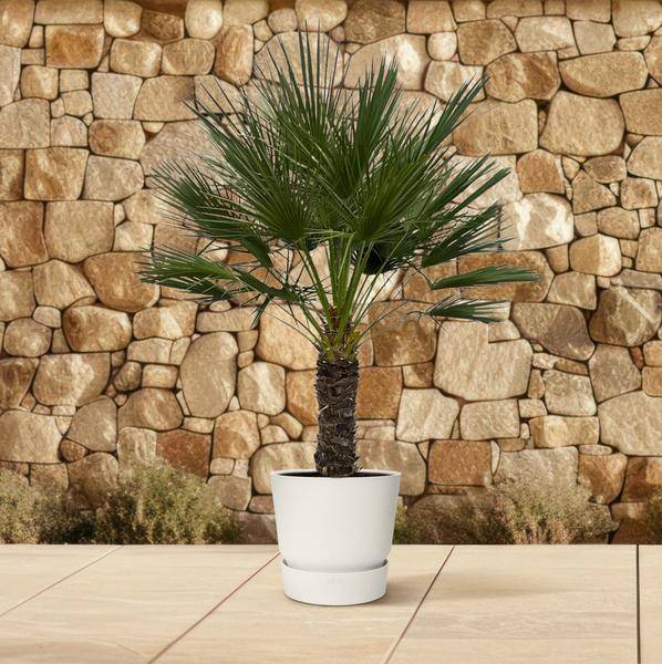 Chamaerops Humilis auf Stiel – Zwergpalme – Fächerpalme – Mediterrane Zimmer – und Kübelpflanze – Ø45cm – ↕150cm