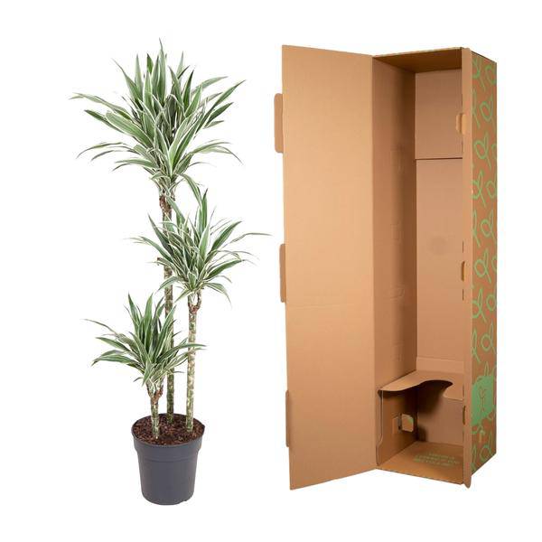 Drachenbaum Zimmerpflanze Ø24cm ↕150cm – pflegeleichte Grünpflanze für Wohnzimmer, Büro & helle Standorte kaufen – Plant