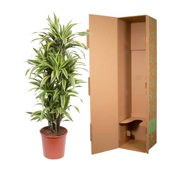 Drachenbaum Dracaena Lemon Lime – 150cm hoch – Ø30cm – Auffällige Zimmerpflanze mit gelbgrünem Blattwerk – Pflegeleicht & robust – für Zimmer & Büro – Plant
