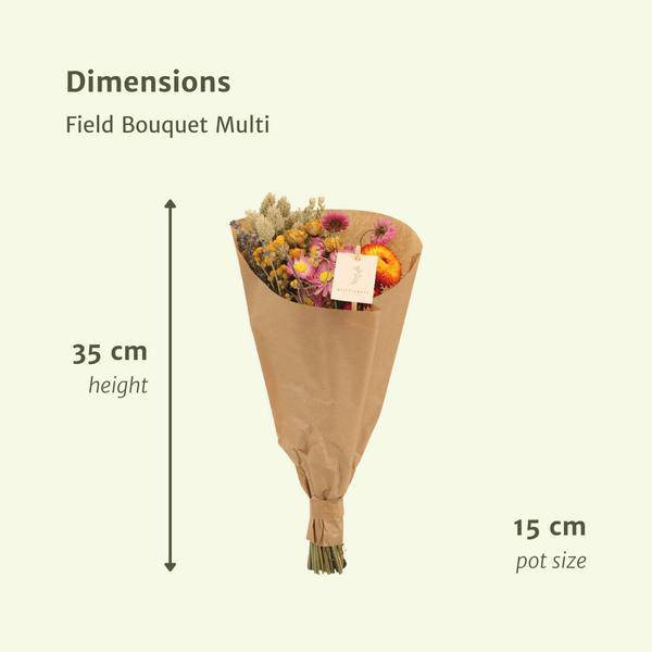 Trockenblumen – 12 Sträuße Field Bouquet Multi – bunter Trockenstrauß – 35cm Höhe Ø15cm – langlebige getrocknete Blumen für Dekoration & Geschenkideen – Plant