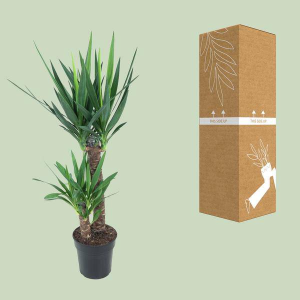 Riesen – Palmlilie Yucca Elephantipes Zimmerpflanze Ø21cm ↕100cm – pflegeleichte Grünpflanze für Wohnzimmer, Büro & helle Standorte kaufen – Plant