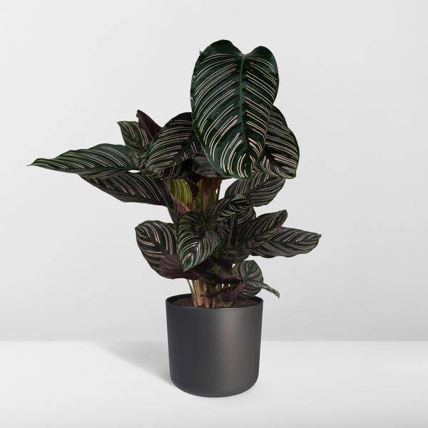 Calathea Ornata Korbmarante – Zimmerpflanze – Ø19cm ↕75cm – Dunkelgrüne Blätter mit rosa Streifen – Tropische Pflanze für Wohnräume – Plant