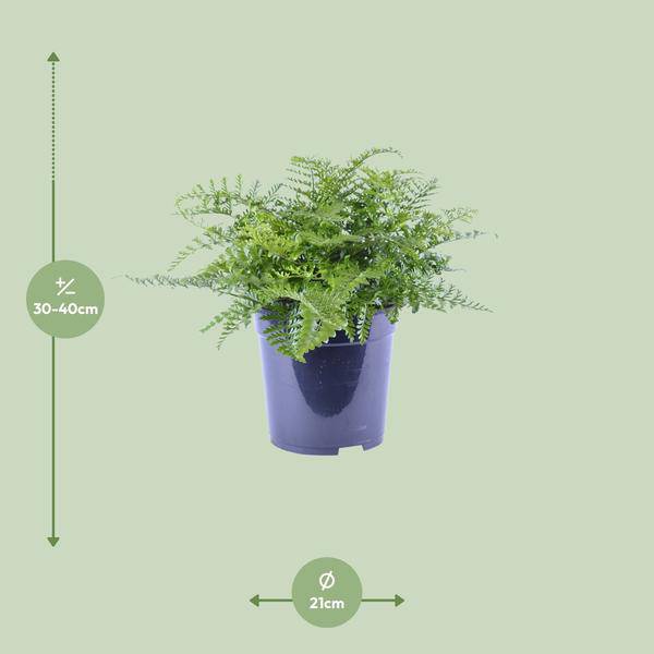 Nestfarn Asplenium Parvati Zimmerpflanze Ø21cm ↕40cm – pflegeleichte Grünpflanze für Wohnzimmer, Büro & helle Standorte kaufen – Plant