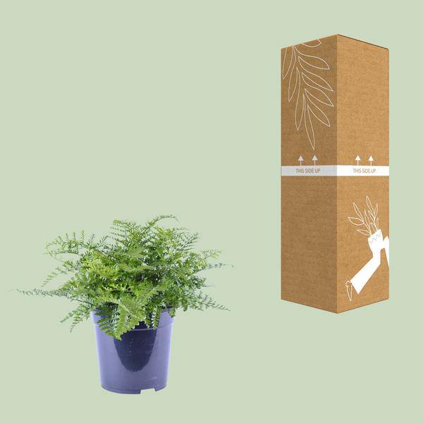 Nestfarn Asplenium Parvati Zimmerpflanze Ø21cm ↕40cm – pflegeleichte Grünpflanze für Wohnzimmer, Büro & helle Standorte kaufen – Plant