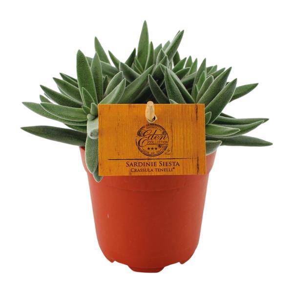 Sukkulente Crassula Tenelli Zimmerpflanze Ø11cm ↕15cm – pflegeleichte Sukkulente für Wohnzimmer, Büro & helle Standorte kaufen – Plant