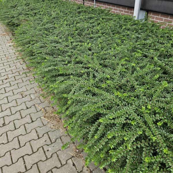 Heckenmyrthe Lonicera nit. 'Maigrün' – Vielseitige Gartenpflanze – ↕10-25cm – Ø9cm – pflegeleicht & schnittverträglich – Plant