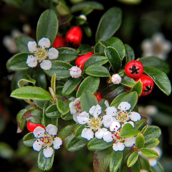 Teppichmispel Cotoneaster dammeri 'Major' – ↕25cm – Ø9cm – Bodendecker – Blühend & pflegeleicht – Sonne & Schatten – Plant