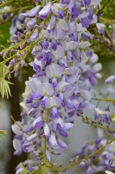 Chinesischer Duft – Blauregen Wisteria sinensis ‘Caroline’ Gartenpflanze Ø15cm ↕65cm – winterharte Pflanze für Garten, Balkon, Terrasse, Kübel – Plant