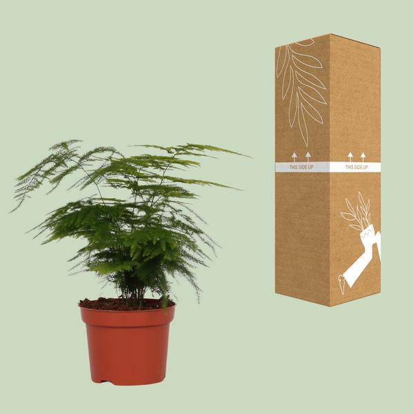Feder – Spargel Zimmerpflanze Ø12cm ↕35cm – pflegeleichte Grünpflanze für Wohnzimmer, Büro & helle Standorte kaufen – Plant