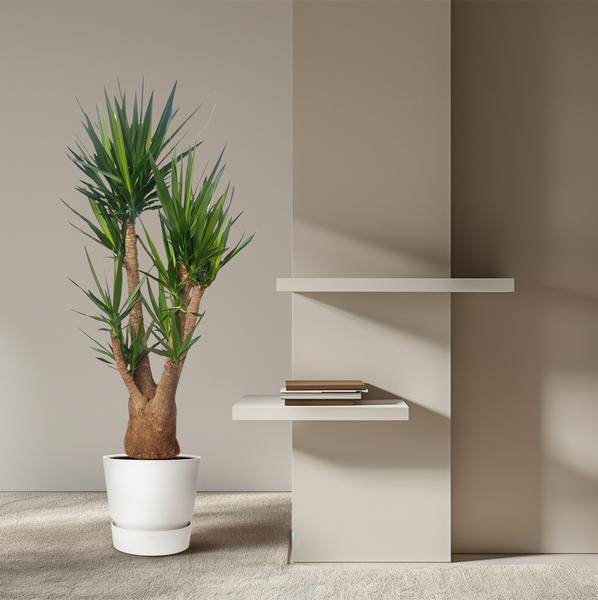 Riesen – Palmlilie – Yucca Elephantipes verzweigt – Zimmerpflanze 190cm – Ø55cm – Tropische Grünpflanze für Wohnzimmer, Büro & Wintergarten – Plant