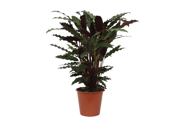 Calathea Wavestar – Korbmarante – Zimmerpflanze Ø19cm – Höhe ca. 80cm – Exotische Blattschmuckpflanze für Innenräume – Plant
