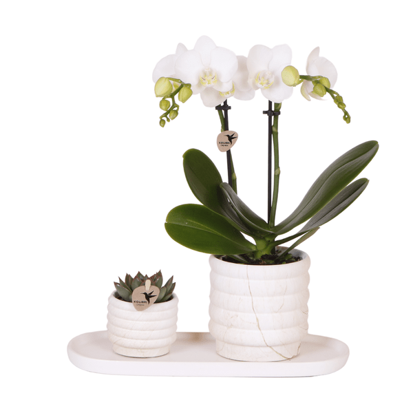 Phalaenopsis Orchidee Lausanne Weiß + Sukkulente – Pflanzenset – Zimmerpflanze inkl. Keramik Topfset im Marmor – Design & Tablett – Plant