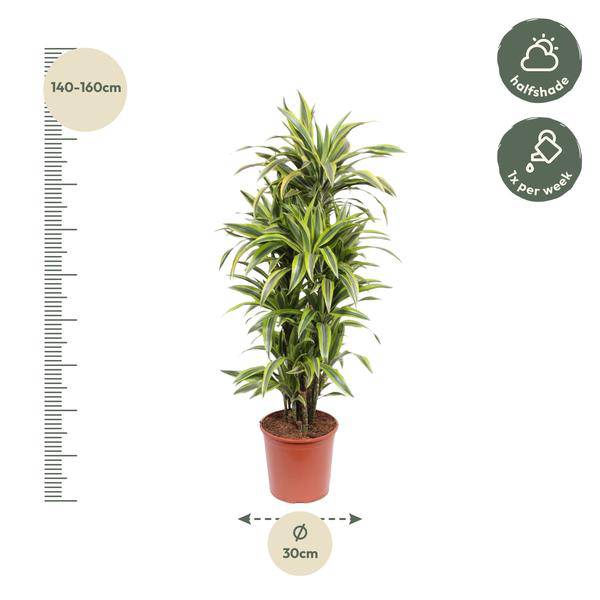 Drachenbaum Dracaena Lemon Lime – 150cm hoch – Ø30cm – Auffällige Zimmerpflanze mit gelbgrünem Blattwerk – Pflegeleicht & robust – für Zimmer & Büro – Plant