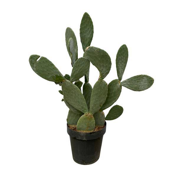 Opuntia Ficus Indica – Feigenkaktus – Große Zimmer – & Gartenpflanze – ↕140cm – Ø50cm – Pflegeleichter Kaktus mit gelben Blüten – Plant