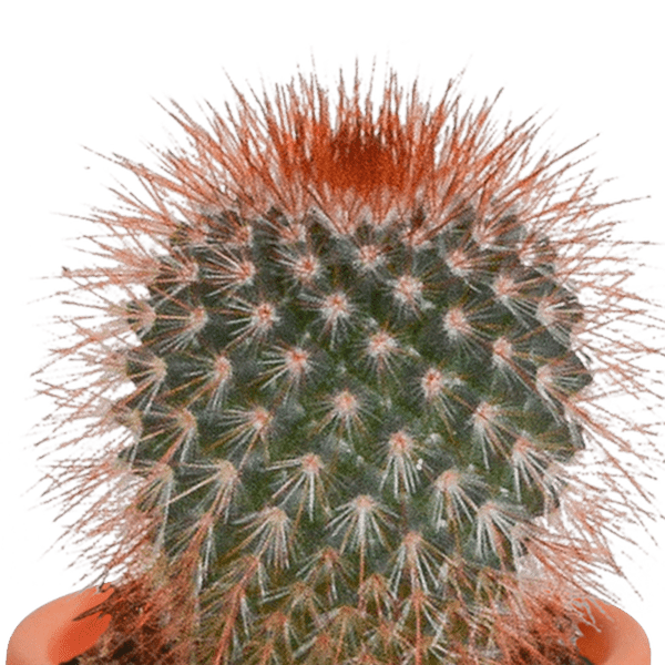 Kakteen und Sukkulenten Mix – 15 Pflanzen – Ø5,5cm Zimmerpflanzen – Verschiedene Arten wie Cereus, Echeveria, Haworthia & Crassula – Plant