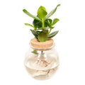 Balsamapfel Clusia Hydroponie – Mischung – Zimmerpflanze im Kugel – Glaskorken – Ø12cm – ca. 30cm hoch – pflegeleicht & wasserbasiert – Plant