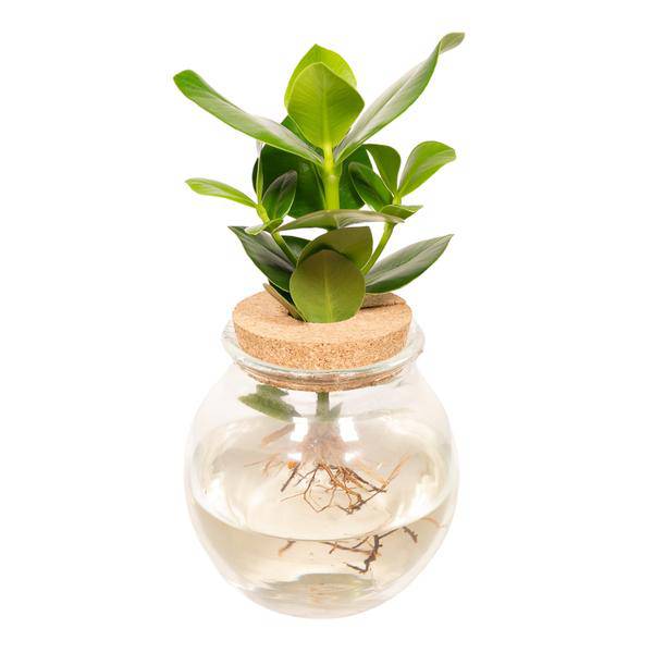 Balsamapfel Clusia Hydroponie – Mischung – Zimmerpflanze im Kugel – Glaskorken – Ø12cm – ca. 30cm hoch – pflegeleicht & wasserbasiert – Plant