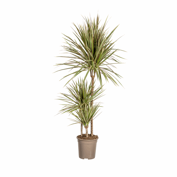 Dracaena Marginata Bicolor – Drachenbaum – Ø21cm – ↕110-130cm – Elegante Zimmerpflanze mit zweifarbigen Blättern – Pflegeleicht & luftreinigend – Plant
