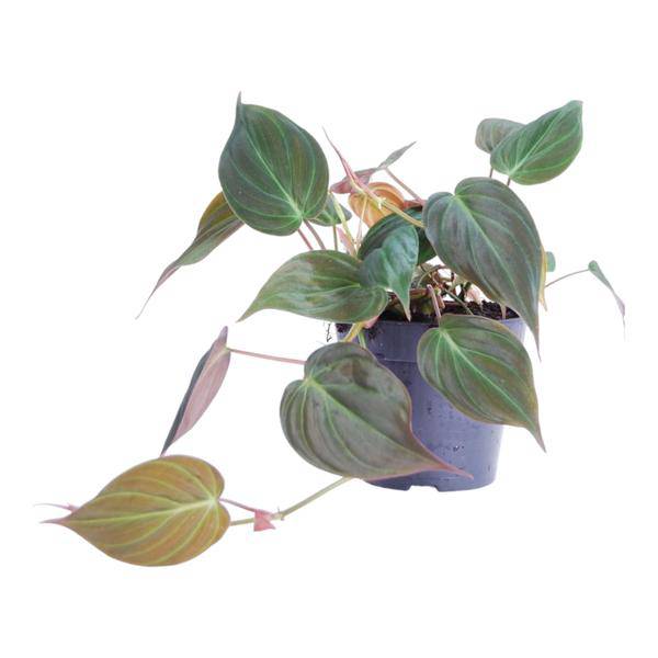 Philodendron scandens Micans – Baumfreund – Zimmerpflanze ↕25cm Ø12cm – Herzblatt – Philodendron mit samtigen Blättern – Hänge