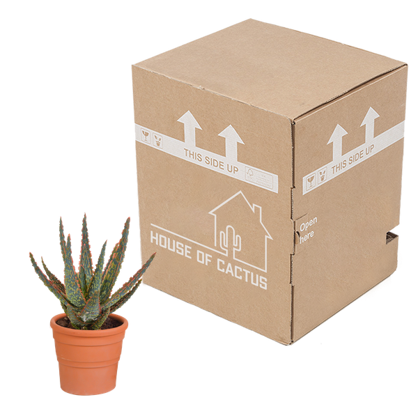 Aloe Zebrina Dannyz – Ø10,5cm Zimmerpflanze im mediterranen Terrakotta – Topf – Sukkulente mit sternförmigen Blättern & orangefarbenen Akzenten – Plant