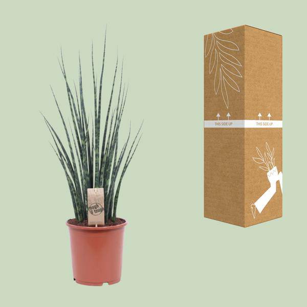 Bogenhanf – Sansevieria Fernwood Mikado – Zimmerpflanze – Ø19cm – ↕80cm – Schwiegermutterzunge – pflegeleicht & luftreinigend – Plant