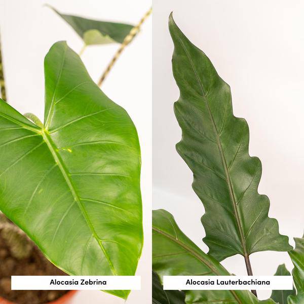 Pflanzenset – Alocasia Zebrina Ø19cm ↕75cm + Alocasia Lauterbachiana Ø19cm ↕75cm – Exotische Pfeilblatt Zimmerpflanzen – Plant
