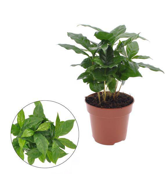 Kaffeepflanze Coffea Arabica Zimmerpflanze Ø12cm ↕30cm – pflegeleichte Grünpflanze für Wohnzimmer, Büro & helle Standorte kaufen – Plant
