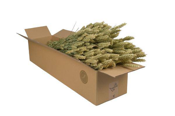 Getrocknete Blumen – Weizen (Triticum) – Natur – 4 Sträuße – ↕60cm – Trockenblumen Bündel – Langlebig & pflegeleicht – Rustikale Vase & DIY Deko – Plant