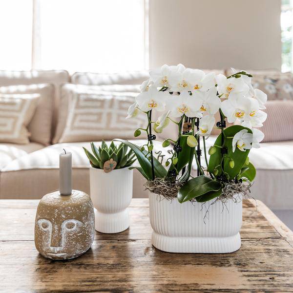 Übertopf Weiß Keramik Ø12cm – moderner Pflanztopf für Zimmerpflanzen, Sukkulenten, Kakteen & Kräuter – Plant