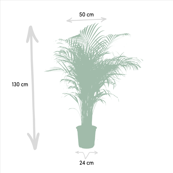 Areca – Palme – Betelpalme Dypsis lutescens – Ø24cm – 130cm Höhe – Luftreinigende Goldfruchtpalme – Tropische Zimmerpflanze für gesundes Raumklima – Plant