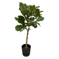 Ficus Lyrata – Geigenfeige – 160cm hoch – Zimmerpflanze im Topf Greenville Schwarz Ø30cm – Große XXL-Pflanze mit glänzenden Blättern – Elegante & pflegeleichte Grünpflanze für Wohnzimmer, Büro & Wintergarten – Plant