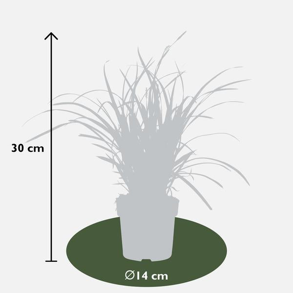 Weißrandige Segge – Carex morrowii 'Icedance' – Immergrünes Ziergras – Winterhart & pflegeleicht – Ø14cm – Ca. 30cm hoch – Plant