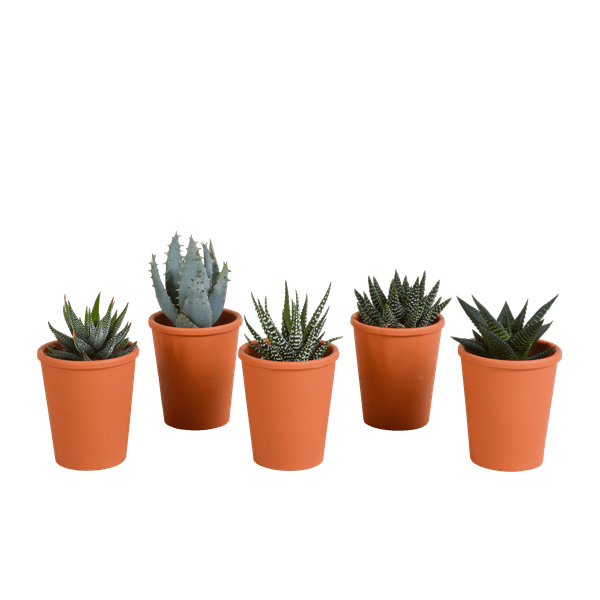 Sukkulenten Mix Gasteria & Haworthia – Ø8,5cm Zimmerpflanzen im Terrakotta – Topf – Verschiedene Mini – Sukkulenten – Plant