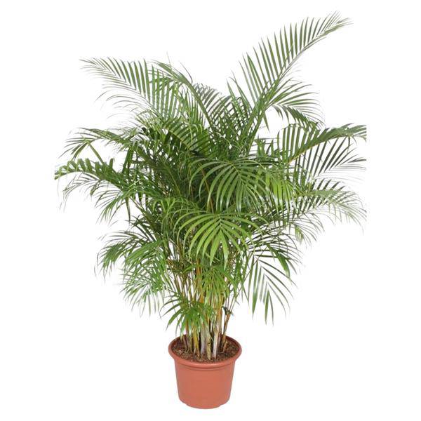 Goldfruchtpalme Dypsis Lutescens Zimmerpflanze Ø40cm ↕200cm – tropische Grünpflanze für Wohnzimmer, Büro & helle Standorte kaufen – Plant