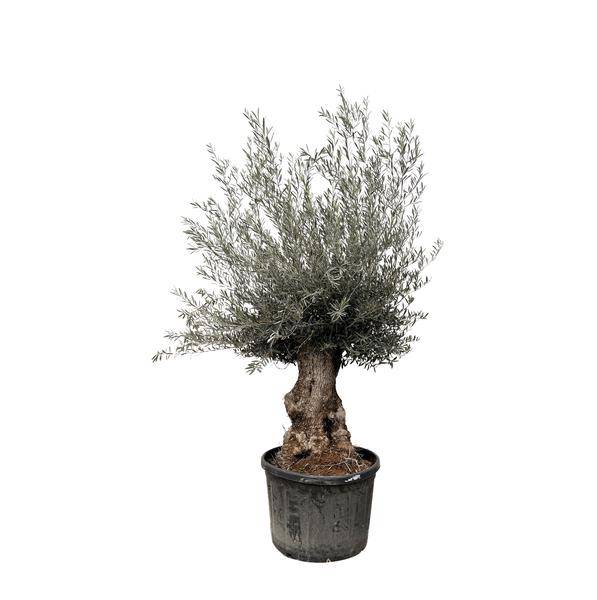 Olivenbaum – Olea Europaea Bonsai – 225cm – Ø80cm – Mediterrane Pflanze mit gedrehtem Stamm – Echter Olivenbonsai für Garten, Terrasse & Innenbereich – Plant