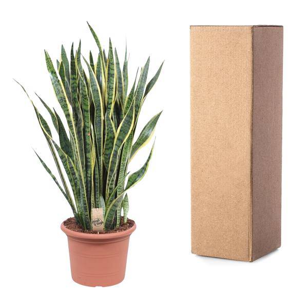 Bogenhanf – Sansevieria Laurentii – Zimmerpflanze 100cm – Ø35cm – Pflegeleichte Grünpflanze mit gelbem Rand – Plant