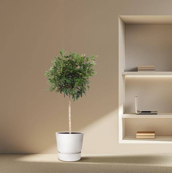 Strahlenaralie Schefflera Arboricola Compacta Zimmerpflanze Ø45cm ↕190cm – pflegeleichte Grünpflanze für Wohnzimmer, Büro & helle Standorte – Plant