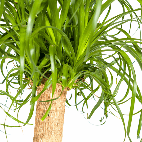 Beaucarnea Recurvata – Elefantenfuß – Ø24cm – ↕80-100cm – Pflegeleichte Zimmerpflanze mit markantem Stamm & eleganten Blättern – Trockenheitsresistent – Plant