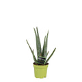 Echte Aloe Vera – Zimmerpflanze – Ø10,5cm – ca. 35cm hoch – pflegeleichte Heilpflanze mit dickfleischigen Blättern – Plant