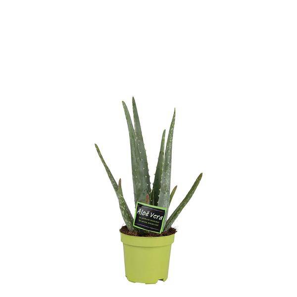 Echte Aloe Vera – Zimmerpflanze – Ø10,5cm – ca. 35cm hoch – pflegeleichte Heilpflanze mit dickfleischigen Blättern – Plant