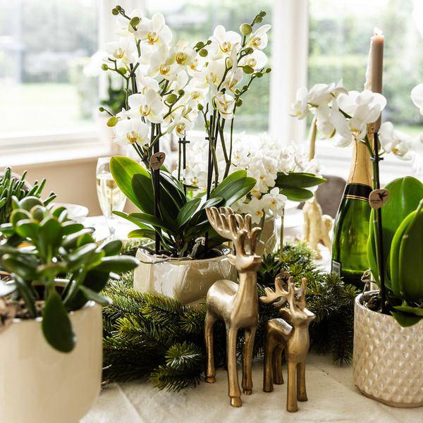 Diamant Perlen Dekotopf – Travertin – Ø9cm – Blumentopf in Steinoptik – Eleganter Dekotopf für Zimmerpflanzen, Kakteen & Sukkulenten – Plant